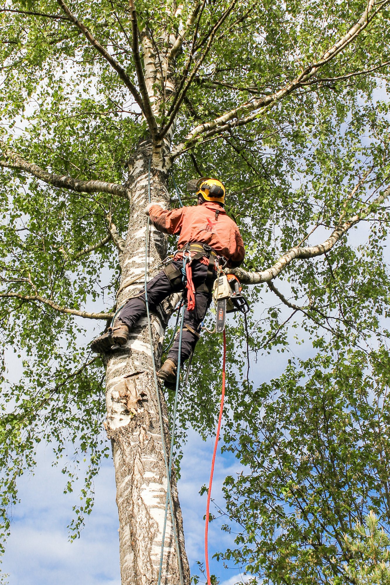 Urban Tree Care in Manhattan: Challenges of Maintaining Trees in High-Density Areas