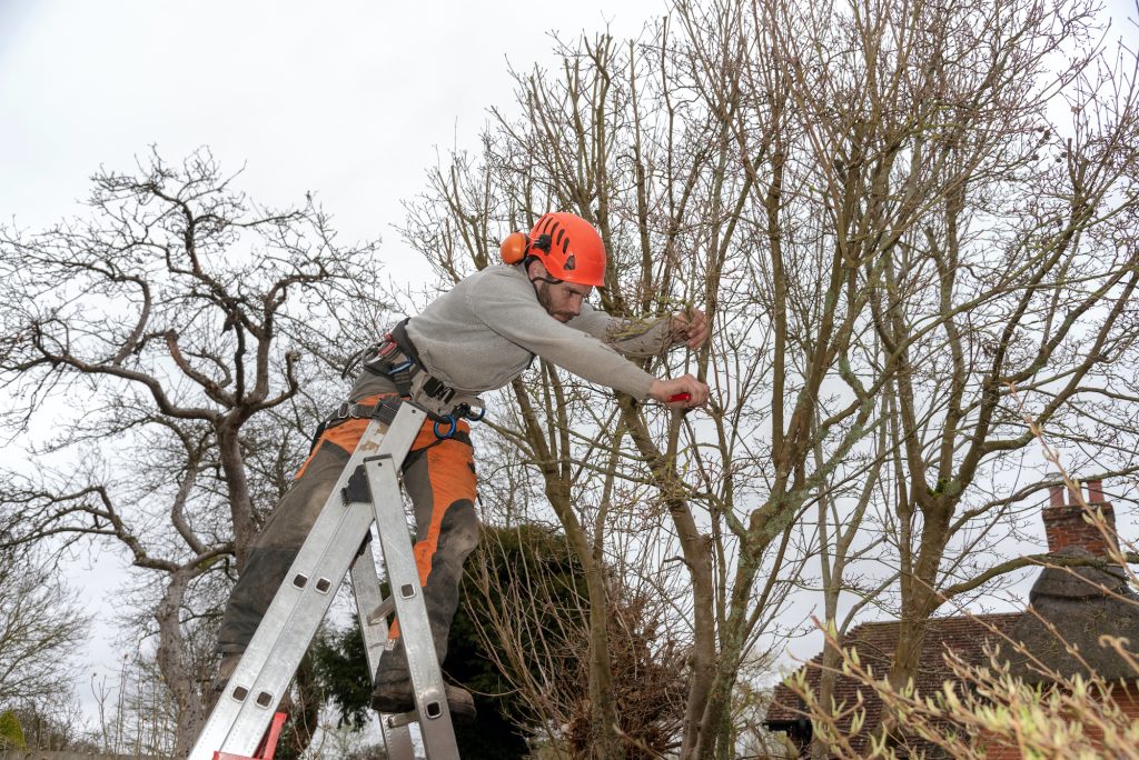 tree trimming manhattan