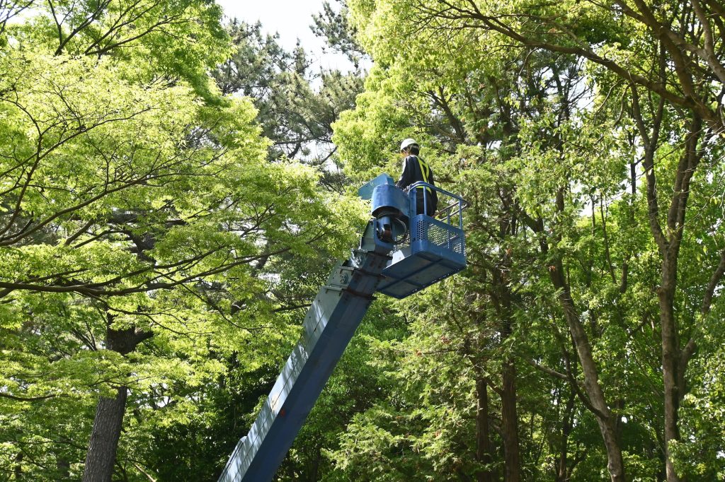 tree cutting nyc