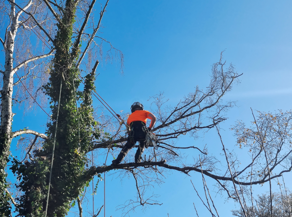 tree removal nyc