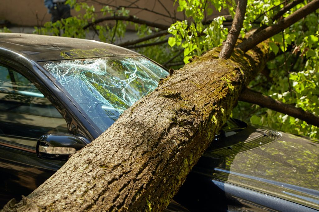 emergency tree service nyc