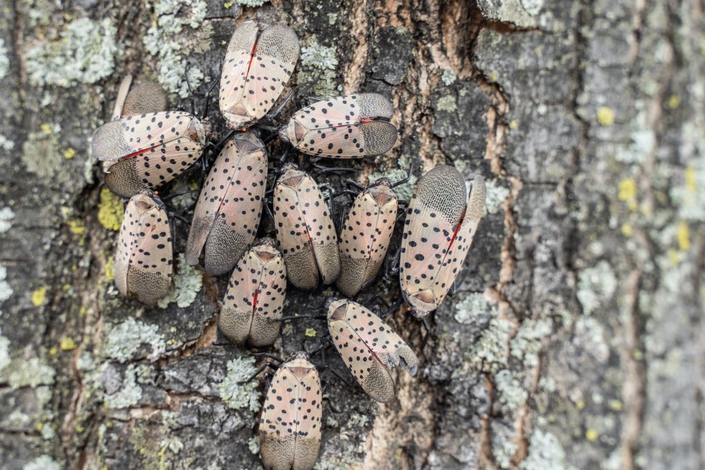 how to remove spotted lanternflies