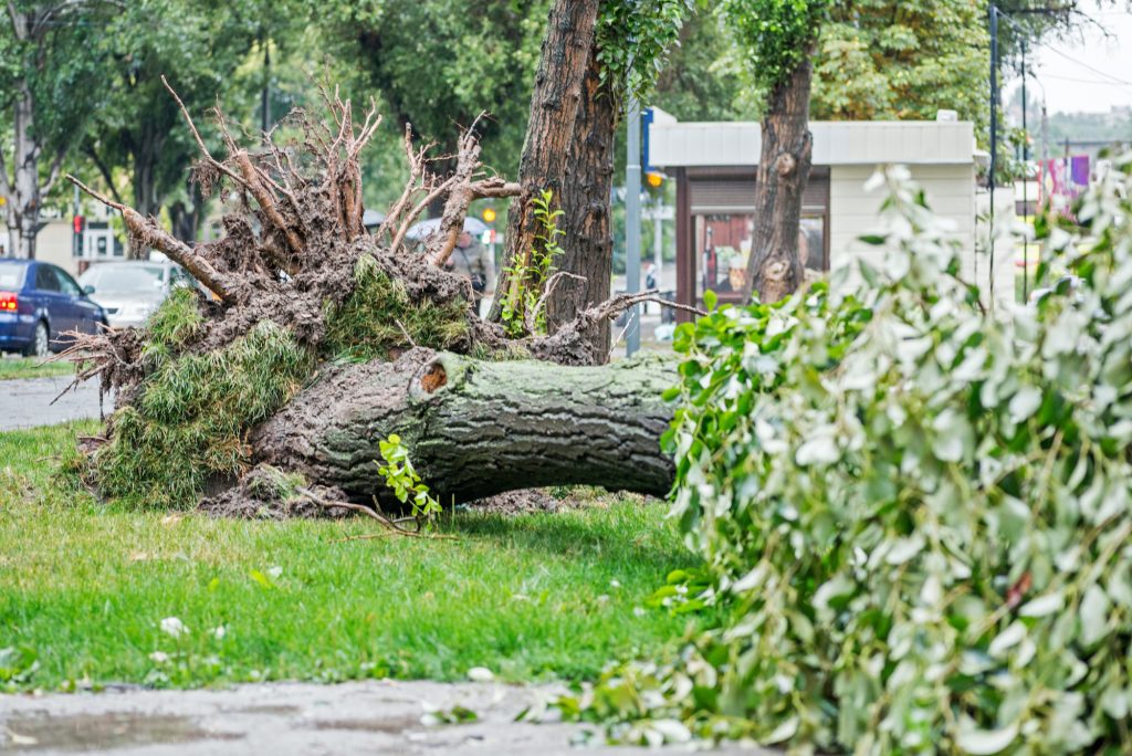 storm cleanup service