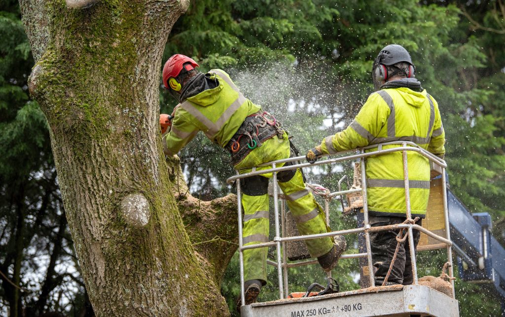 tree pruning nyc