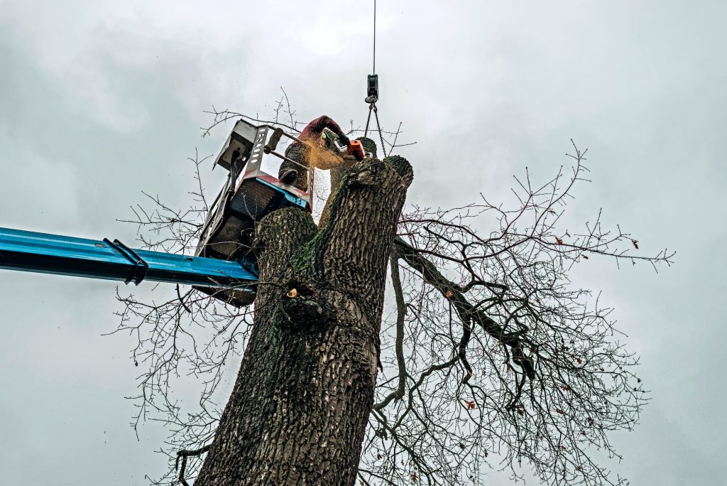 tree removal companies bronx