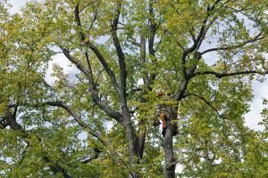 tree services manhattan
