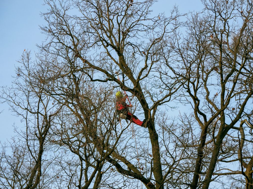 tree trimming midtown manhattan