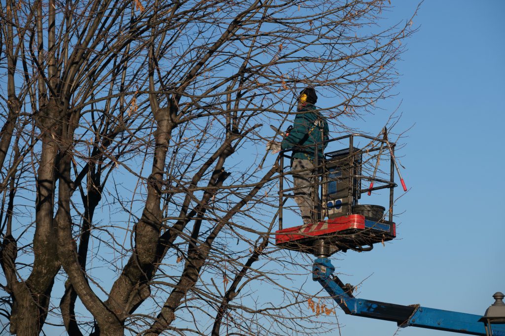 arborist nyc