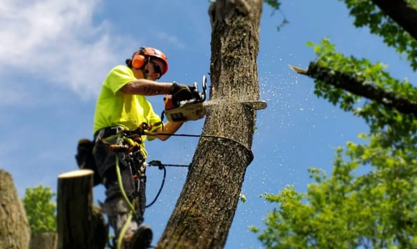 Why Tree Spraying Timing Matters: A Seasonal Pest Control Guide