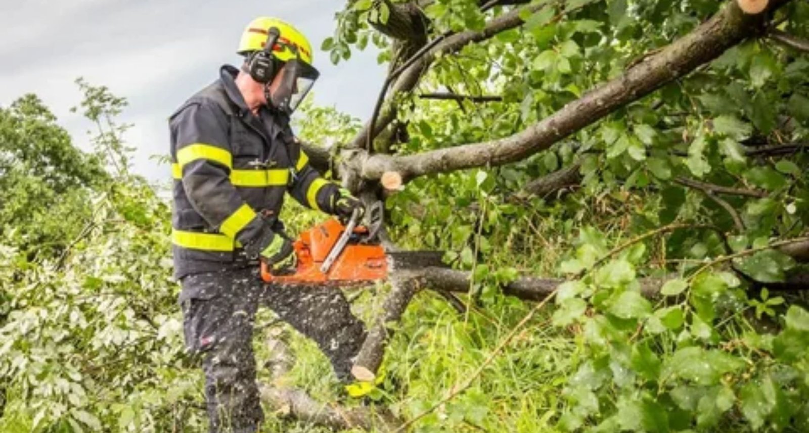Importance and Benefits of Tree Trimming
