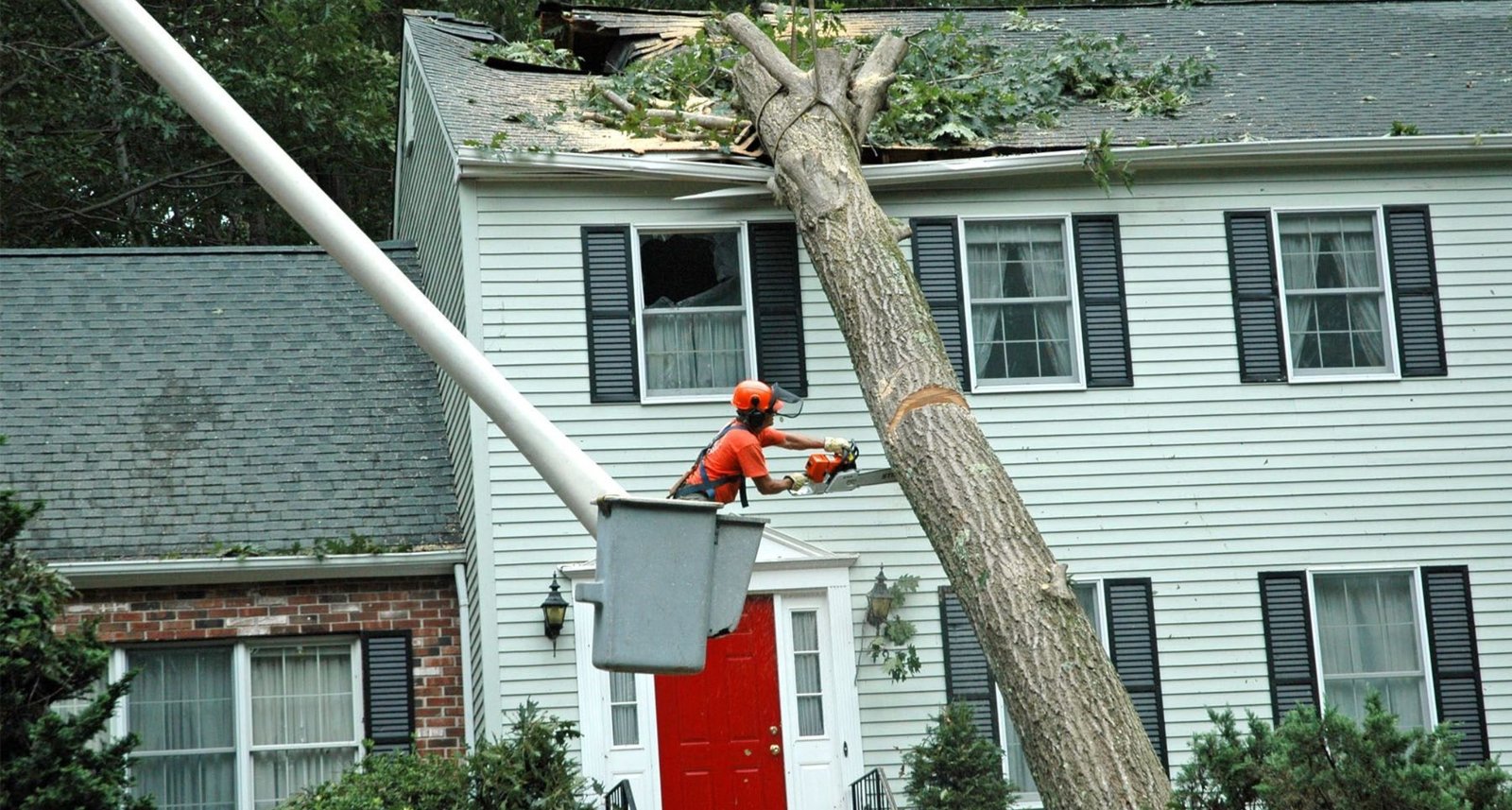 Challenges of Trees in Urban Environments
