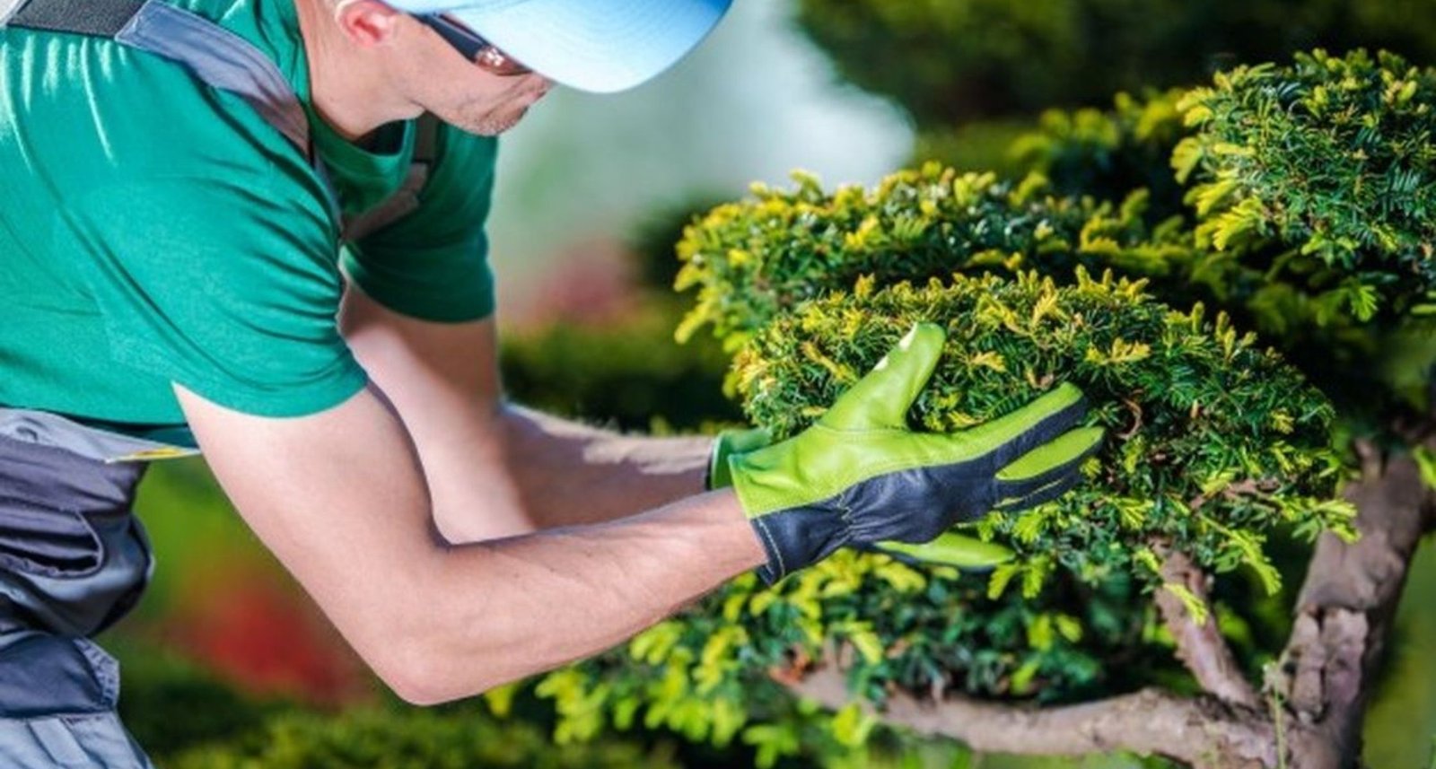 Fall Tree Care Tips: Prepare Your Trees for Winter