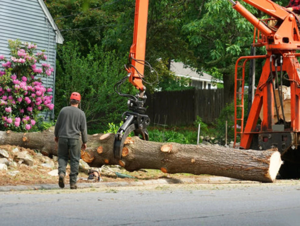 Tree Removal & Trimming Pros | Reliable, Affordable & Expert Care