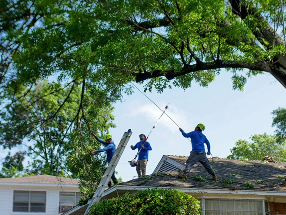 How Manhattan’s Skyscrapers and Buildings Affect Tree Health: Sunlight, Wind & Root Space Challenges