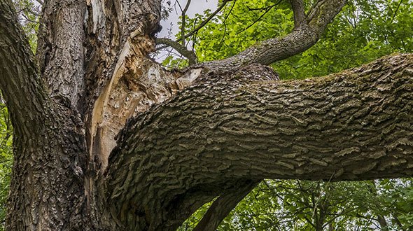 Hidden Structural Weaknesses in Trees