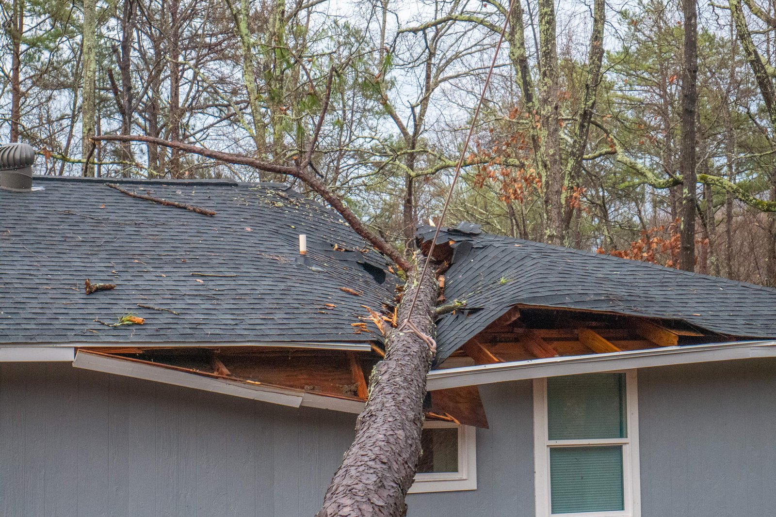 The Hidden Dangers of DIY Tree Work: Why Bronx Homeowners Should Always Hire Professionals