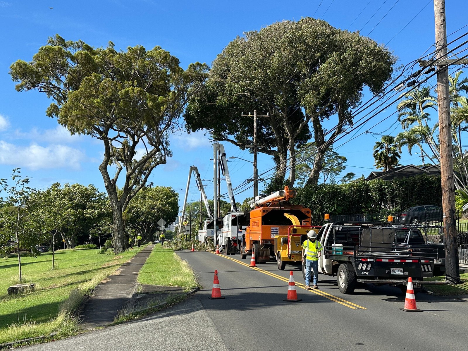 Tree Removal in Manhattan