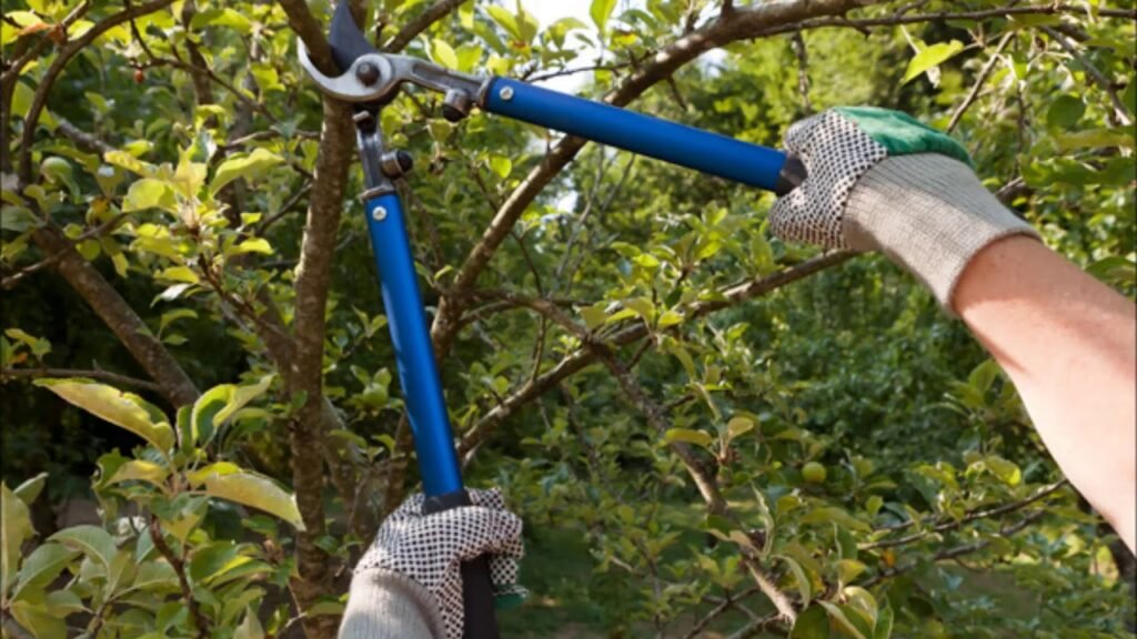 Tree Needs Professional Pruning