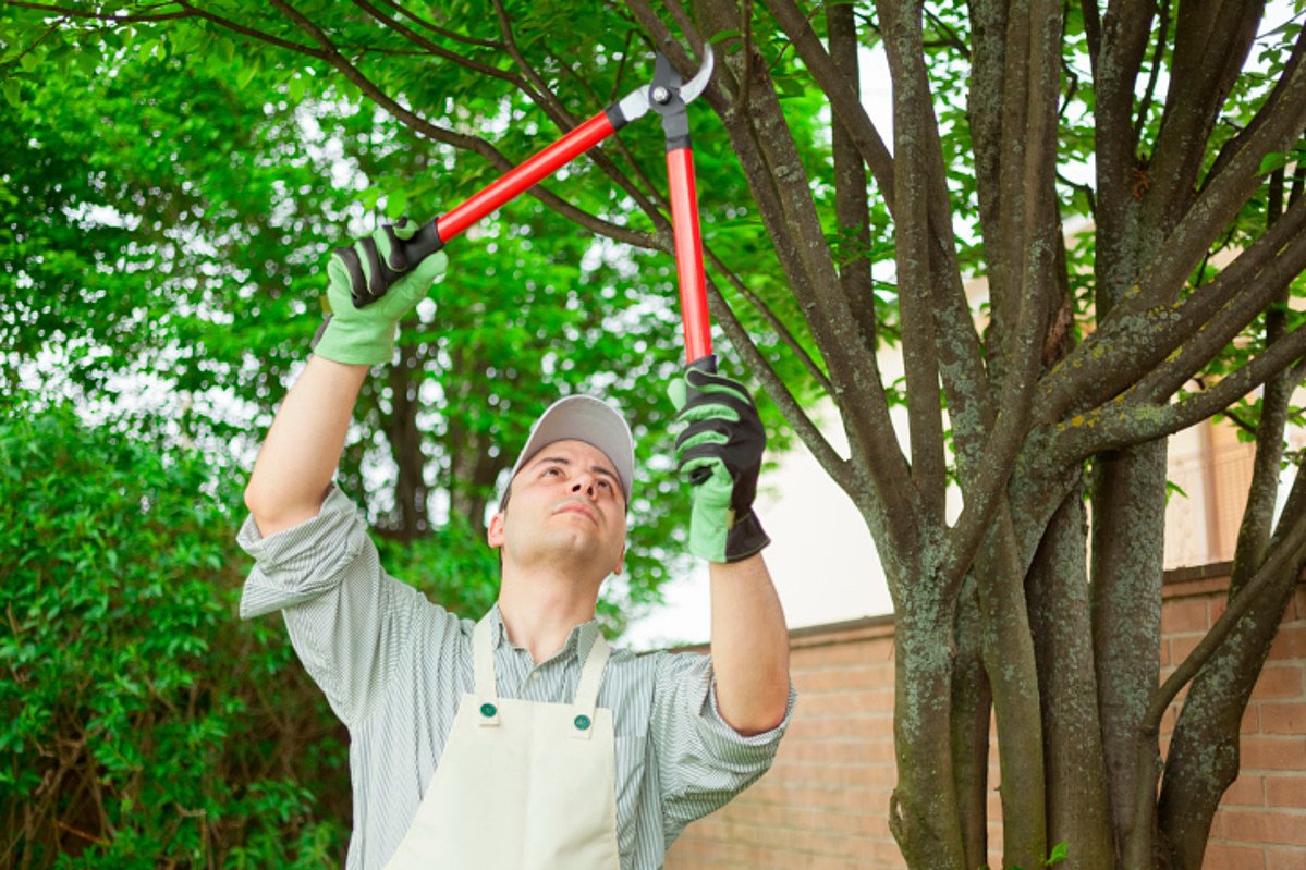 Tree Needs Professional Pruning